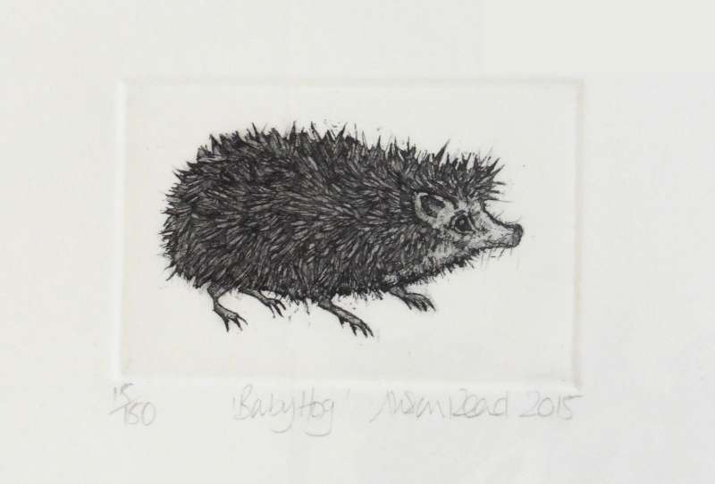 Baby Hog
